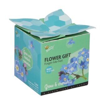 Vergeet-me-niet Flower Gift - Buzzy