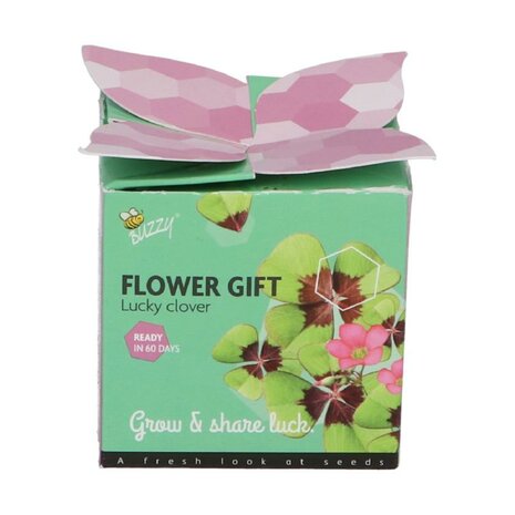 Klavertje 4 Flower Gift - Buzzy